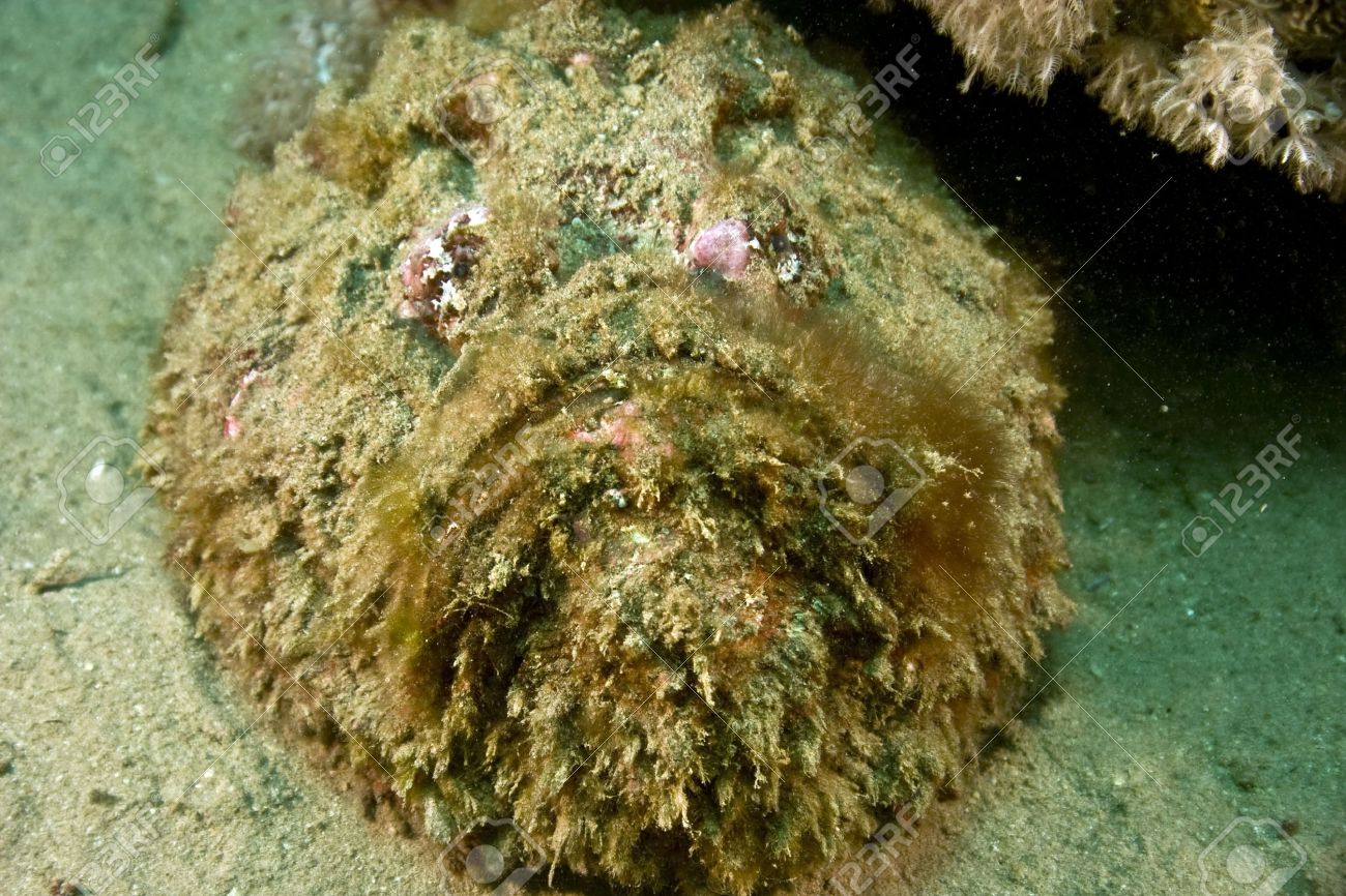 Pahami dulu Ikan berbahaya stonefish