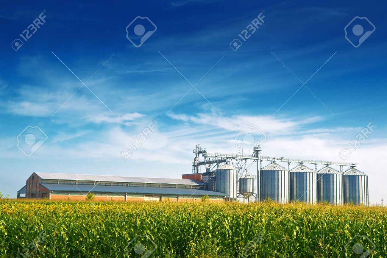 Grain Silos in Corn Field. Set of storage tanks cultivated agricultural crops processing plant. - 30175117 Grain Silos in Corn Field. Set of storage tanks cultivated agricultural crops processing plant. - 30175117