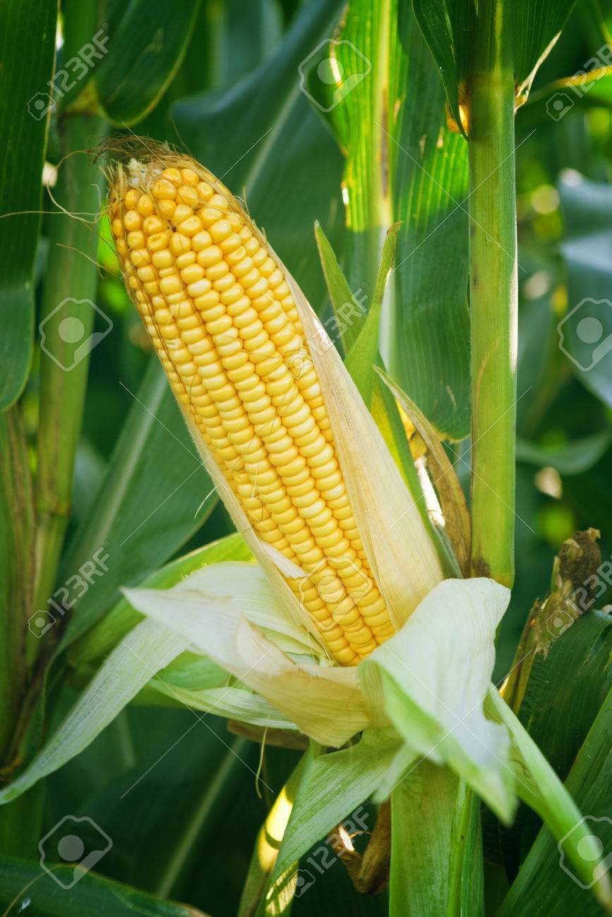 Corn Maize Ear with ripe yellow seed on stalk of a fully grown corn plant in cultivated agricultural field - 30792759 Corn Maize Ear with ripe yellow seed on stalk of a fully grown corn plant in cultivated agricultural field - 30792759