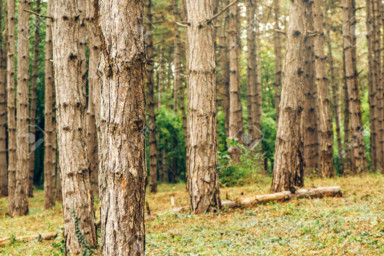 pine tree forest in