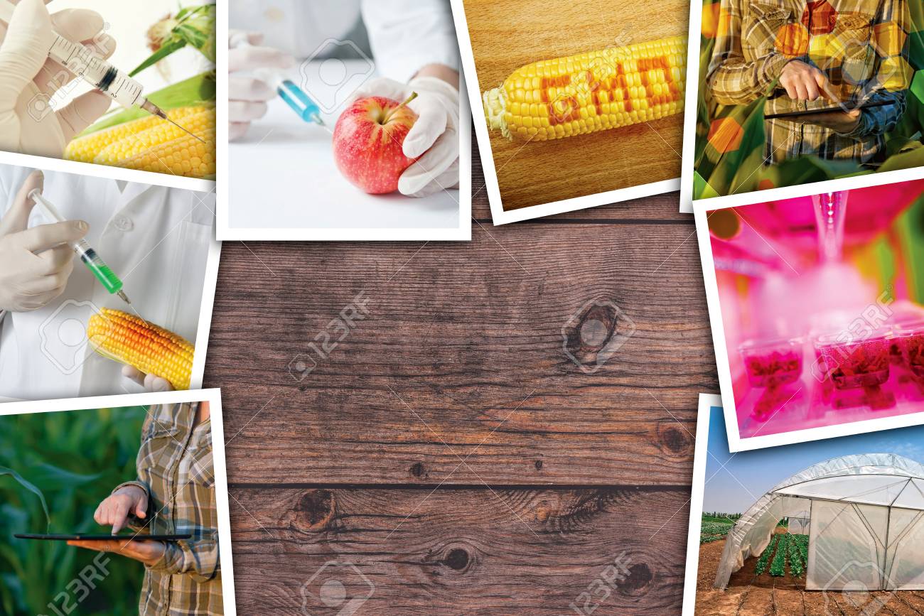 Genetische Veranderung Wissenschaft Und Technologie In Der Landwirtschaft Foto Collage Auf Holz Hintergrund Als Kopie Raum Lizenzfreie Fotos Bilder Und Stock Fotografie Image