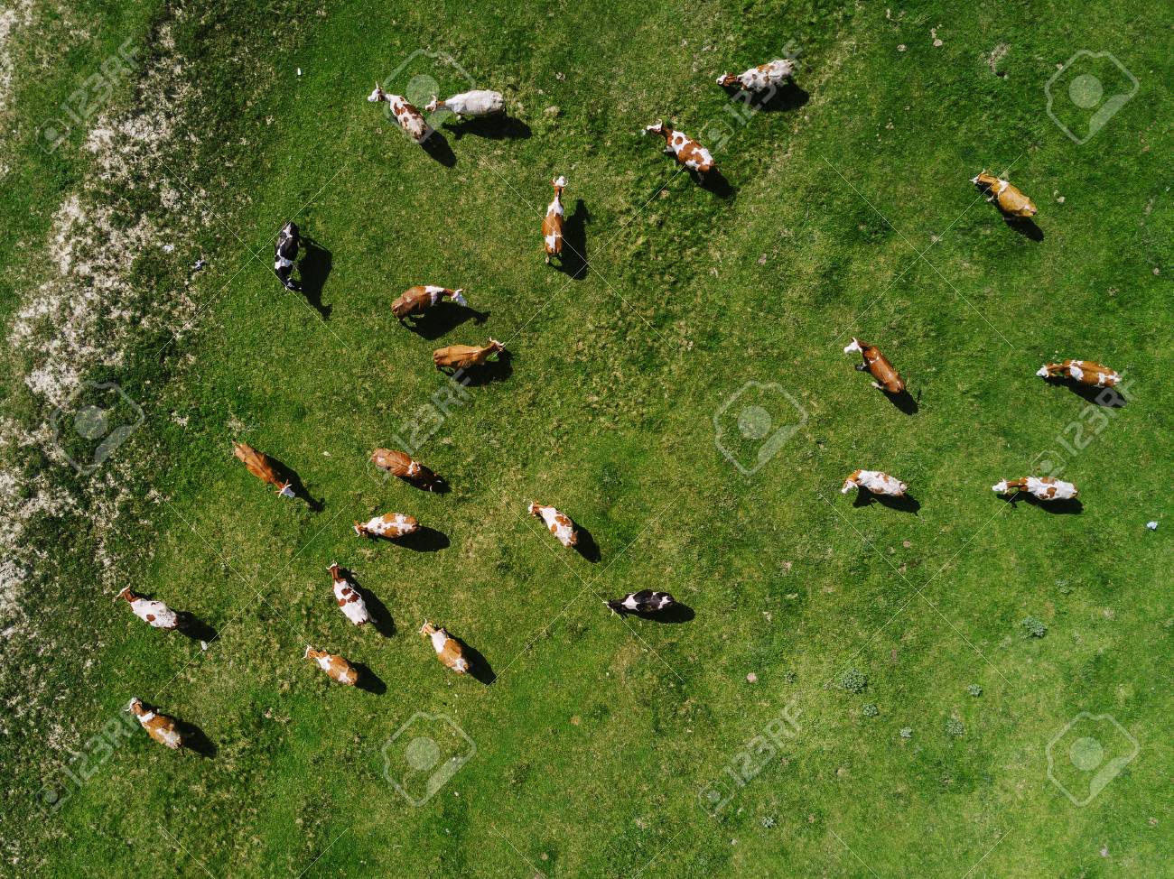 Aerial view of cows herd grazing on pasture field, top view drone pov - 78762265 Aerial view of cows herd grazing on pasture field, top view drone pov - 78762265