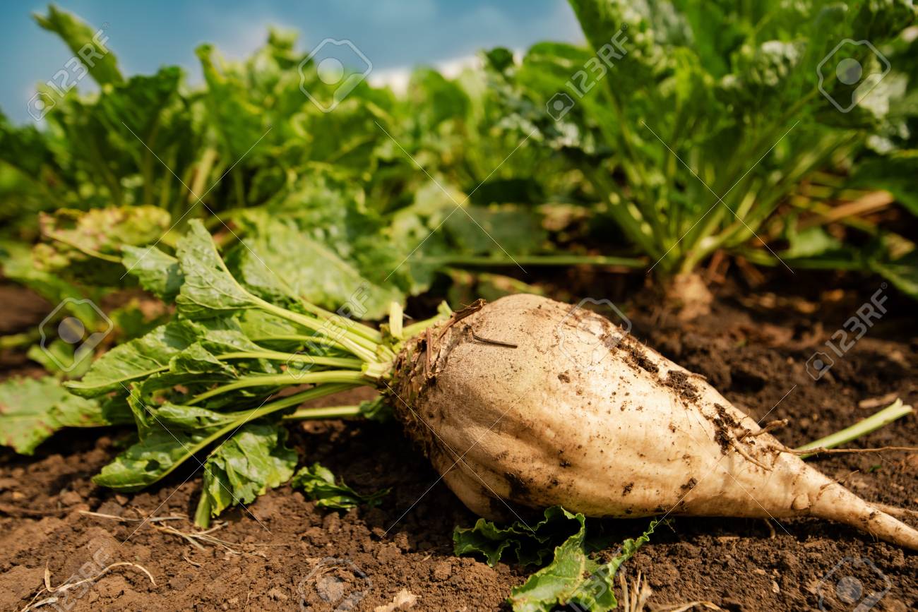 Harvested Sugar Beet Root Extracted From The Ground Selective Focus Stock Photo Picture And Royalty Free Image Image 107804796