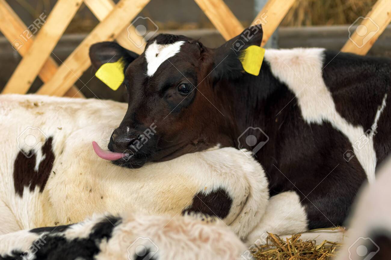 Cute Holstein Calf In The Barn Sticking Iys Tongue Out Stock Photo, Picture  And Royalty Free Image. Image 123796504.