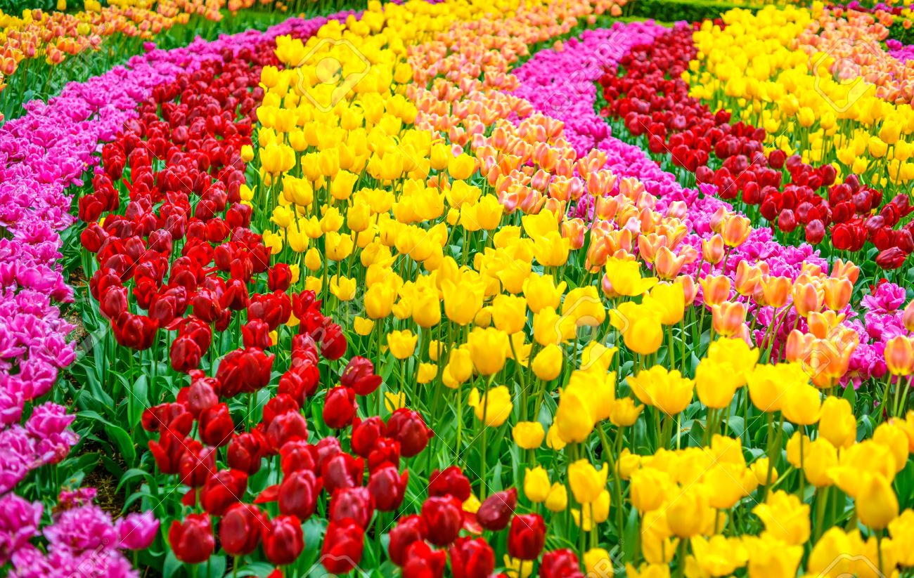 Tulip Colorful Flowers Garden In Spring Background, Pattern Or ...