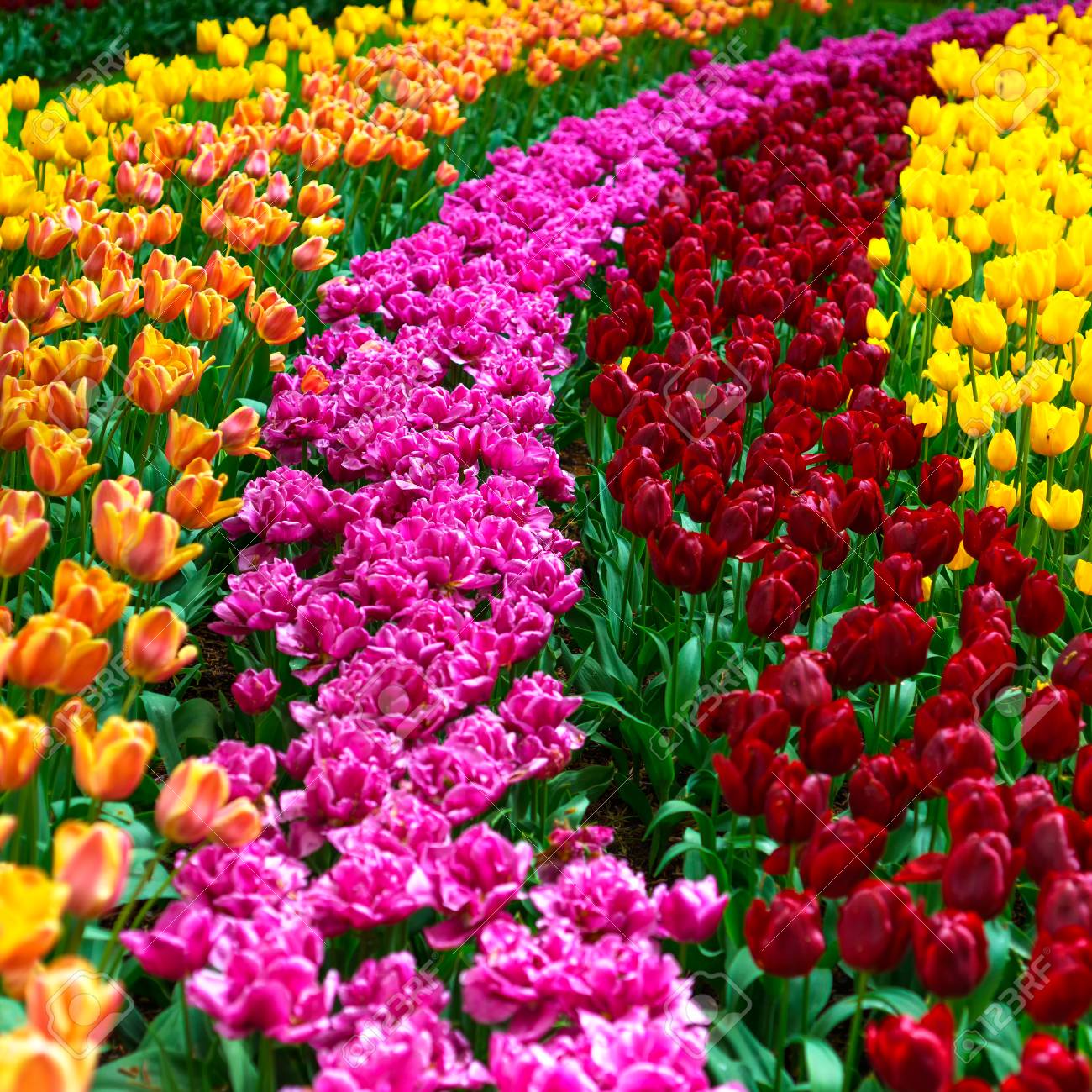 Tulip Colorful Flowers Garden In Spring , Pattern Or Texture Stock ... Tulip Colorful Flowers Garden In Spring , Pattern Or Texture Stock ...