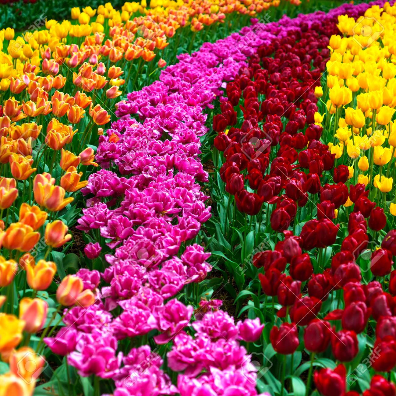 Tulip Colorful Flowers Garden In Spring , Pattern Or Texture Stock ...