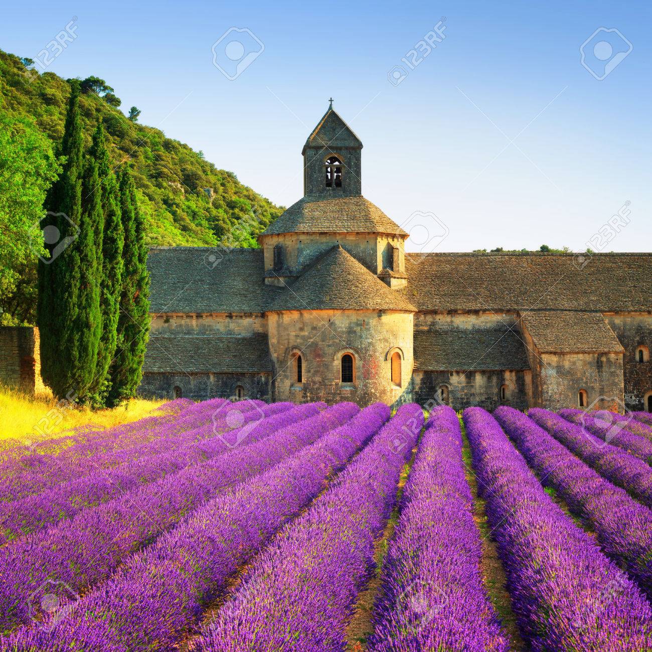 Abbey of Senanque and blooming rows lavender flowers on sunset. Gordes, Luberon, Vaucluse, Provence, France, Europe. - 52013297 Abbey of Senanque and blooming rows lavender flowers on sunset. Gordes, Luberon, Vaucluse, Provence, France, Europe. - 52013297