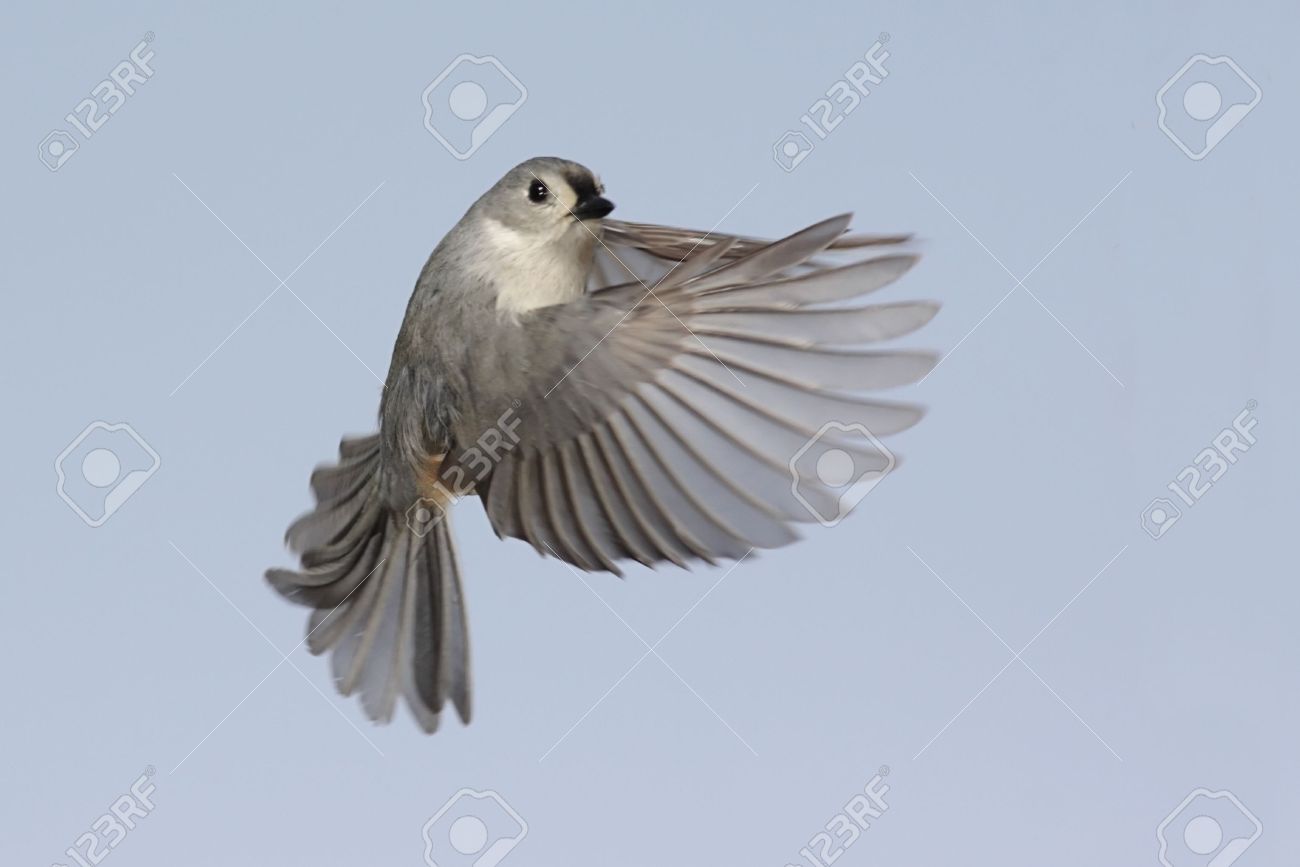 Tufted Titmouse Baeolophus Bicolor In Flight Stock Photo Picture And Royalty Free Image Image
