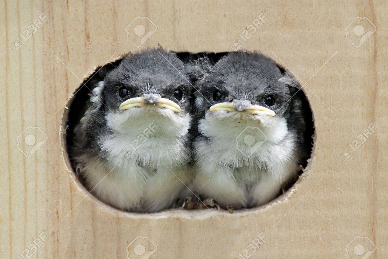 鳥の家の外を見て赤ちゃん木つばめ 二色 Tachycineta のペア の写真素材 画像素材 Image