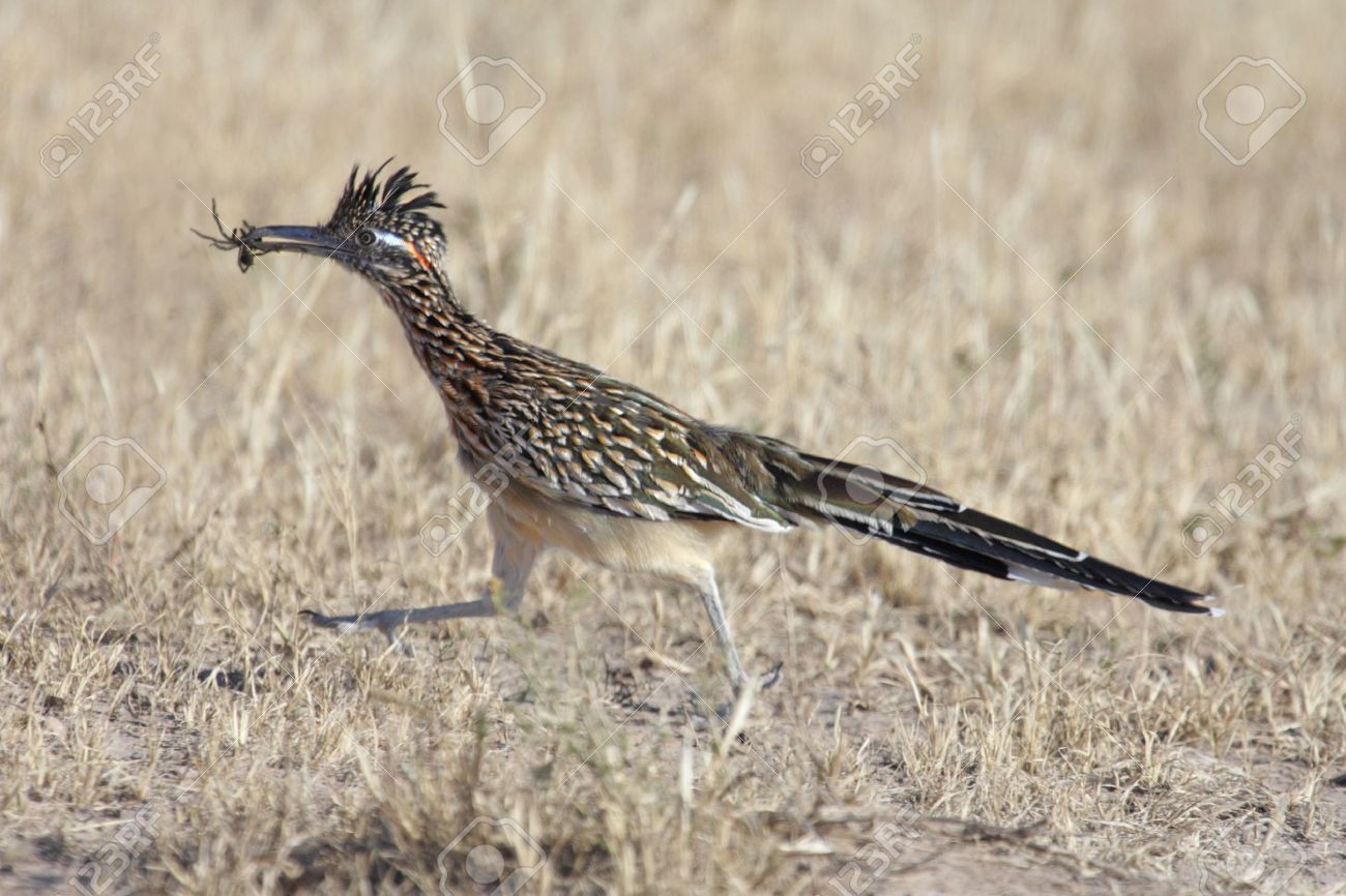 砂漠のオオミチバシリ Geococcyx 短報 の写真素材 画像素材 Image