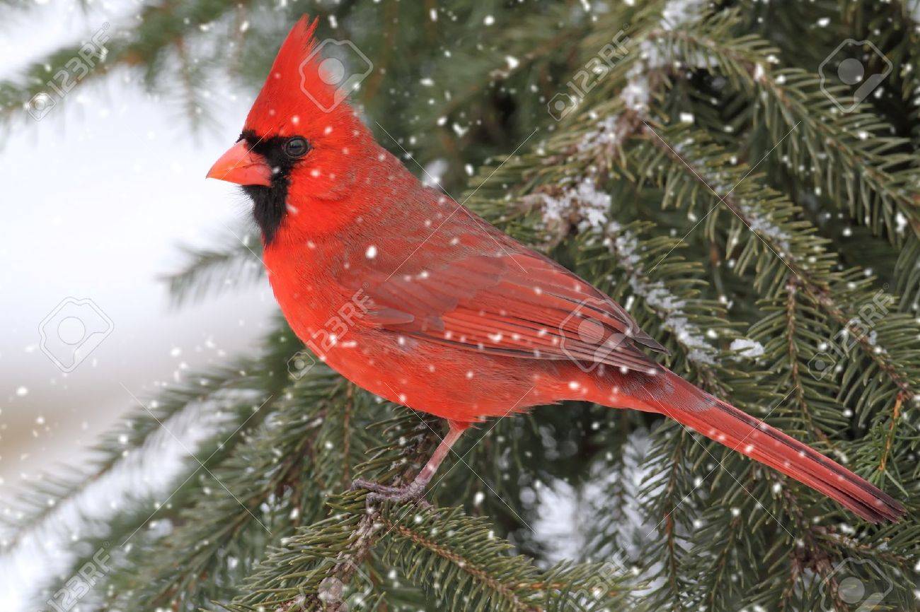 snow cardinal stock photos royalty free snow cardinal images