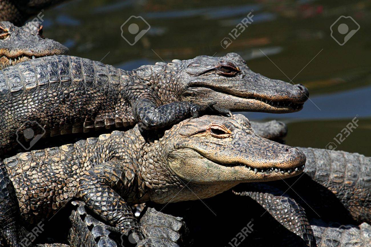赤ちゃんのアメリカのワニ ワニ Mississippiensis フロリダ州エバーグレーズで日向ぼっこ の写真素材 画像素材 Image