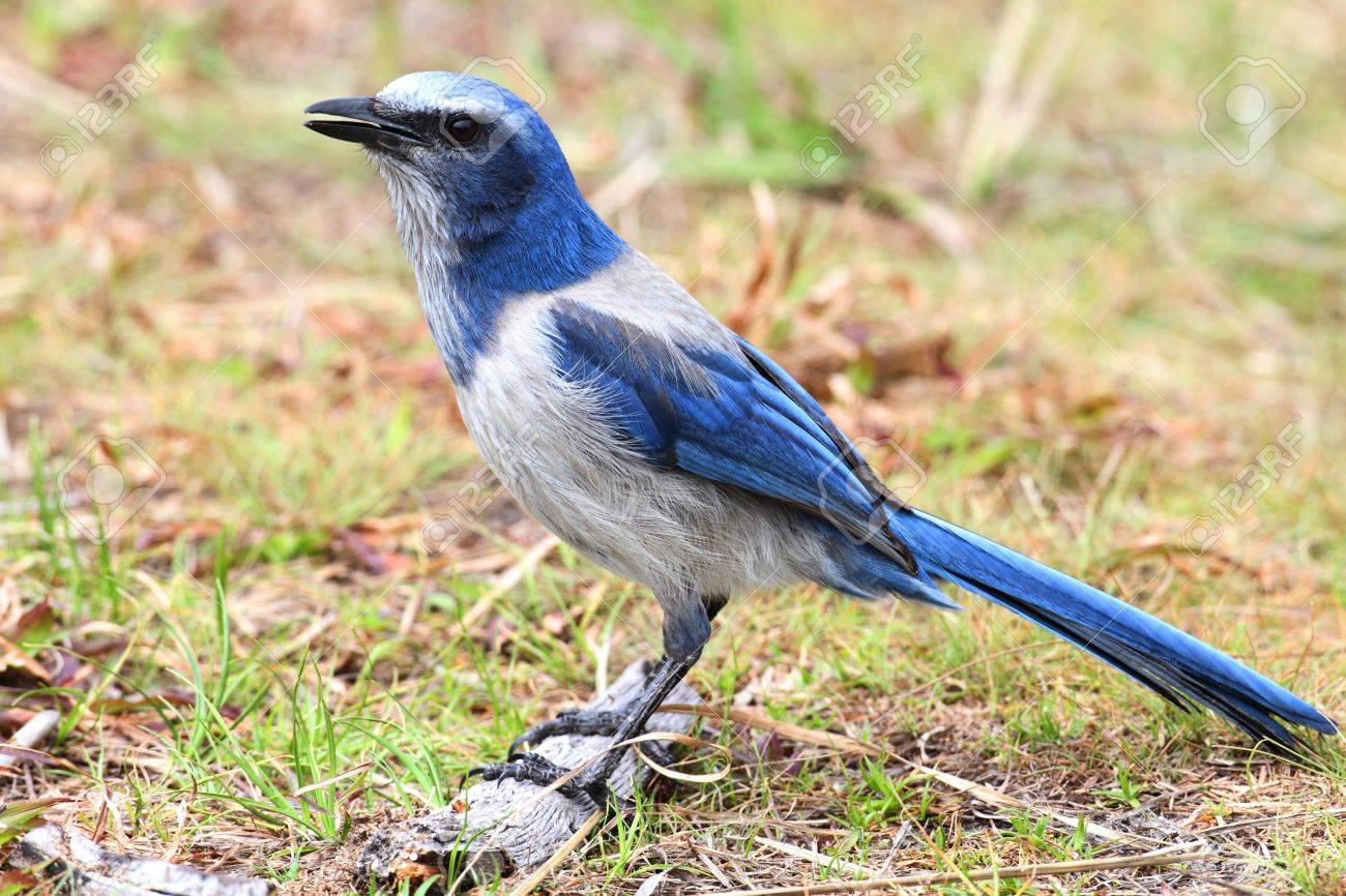 Endangered Florida Scrub-Jay Aphelocoma Coerulescens In The Everglades Stock Photo, Picture and Royalty Free Image. Image 19729557.