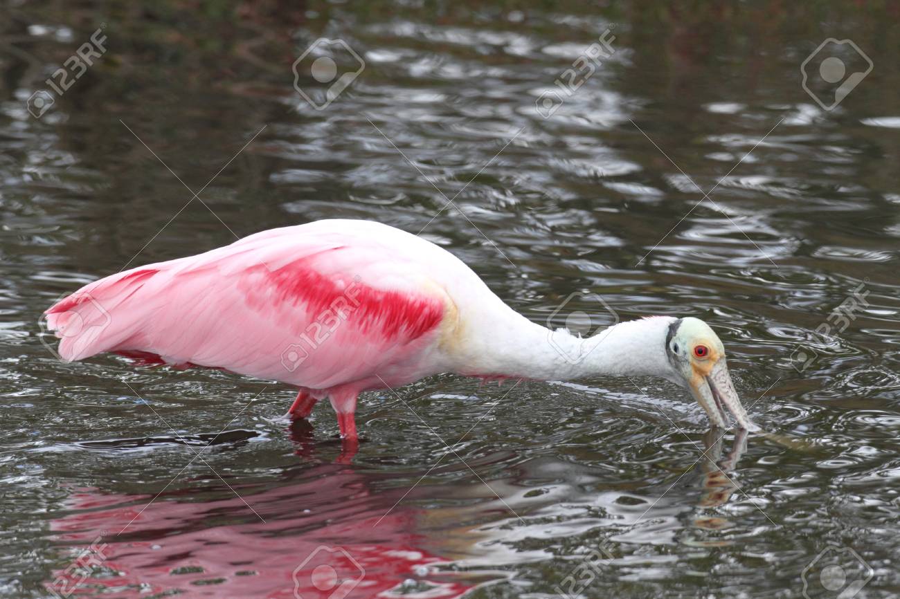 ベニヘラサギ Platalea Ajaja フロリダ州のエバーグレーズで水遊び の写真素材 画像素材 Image
