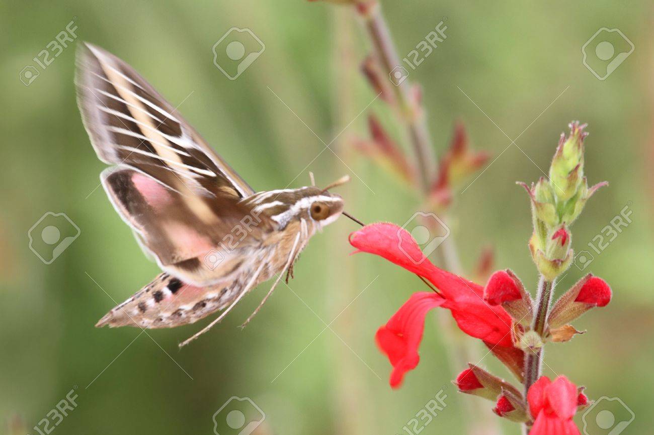 白並ぶスフィンクス 別名ハチドリやスフィンクス蛾 花 の写真素材 画像素材 Image