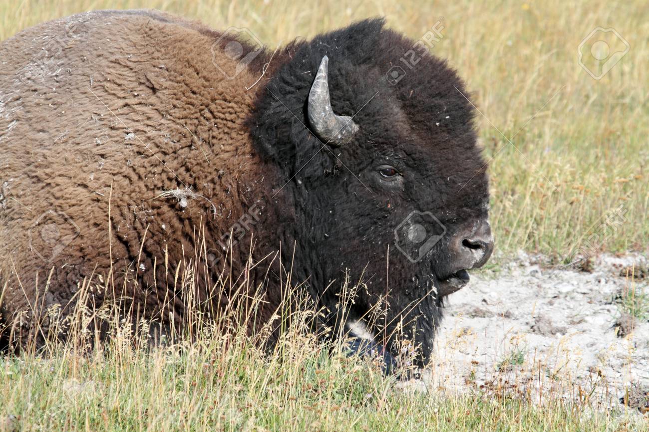 アメリカバイソン バッファロー にイエローストーン国立公園で の写真素材 画像素材 Image アメリカバイソン バッファロー にイエローストーン国立公園で の写真素材 画像素材 Image