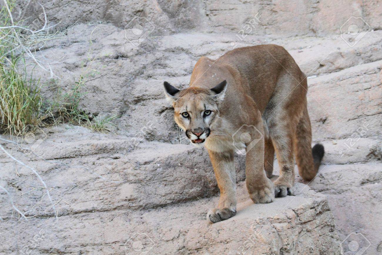 puma et cougar puma et cougar