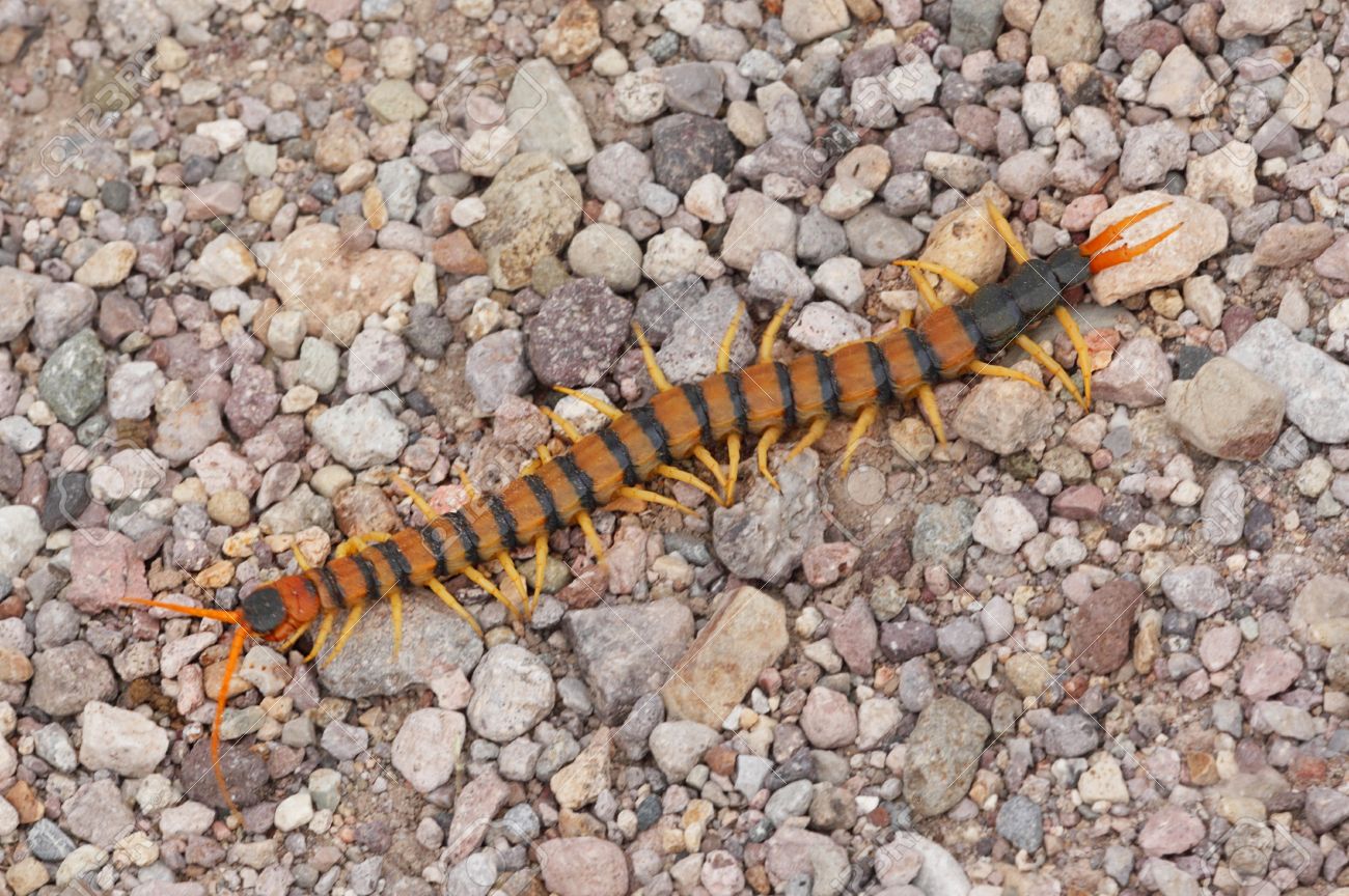 砂利に悪意に満ちた巨大な砂漠ムカデ ムカデ アニメヒー ローズ の写真素材 画像素材 Image