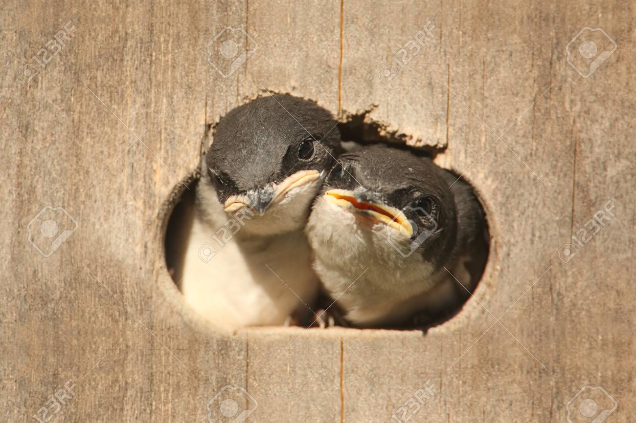 Pair Of Baby Tree Swallows Tachycineta Bicolor Looking Out Of A Bird House Stock Photo Picture And Royalty Free Image Image