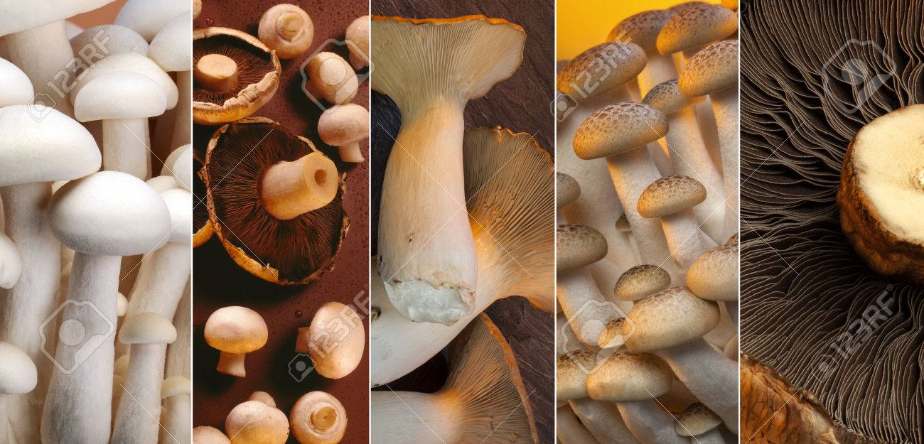 各種野生きのこ ボタン ブナしめじ 白しめじえのききのこ 王牡蠣と Portabello の写真素材 画像素材 Image