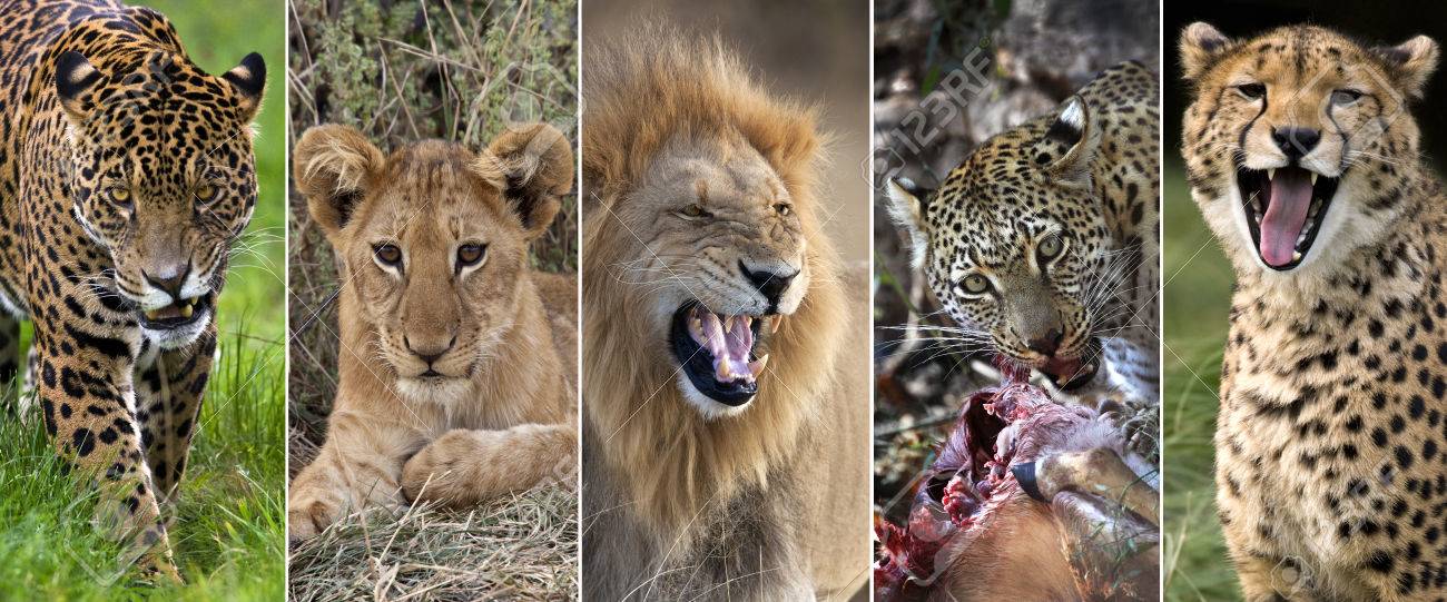 A Selection Of Images Of Birds Golden Eagle Scotland Blue