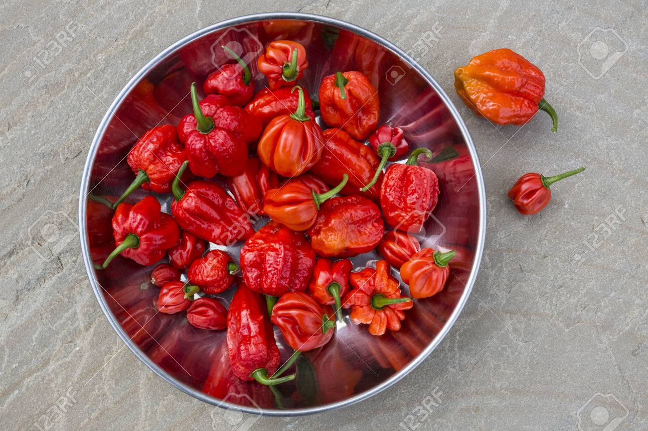 Trinidad Moruga Scorpion 2,009,231 on the Scoville scale. Straight from the depths of hell, Trinidad Scorpion Moruga Blend, AKA Moruga Scorpion, is a rare sought after pepper that was only just recently discovered. Native to the lands of Moruga in Trinid - 47048670 Trinidad Moruga Scorpion 2,009,231 on the Scoville scale. Straight from the depths of hell, Trinidad Scorpion Moruga Blend, AKA Moruga Scorpion, is a rare sought after pepper that was only just recently discovered. Native to the lands of Moruga in Trinid - 47048670