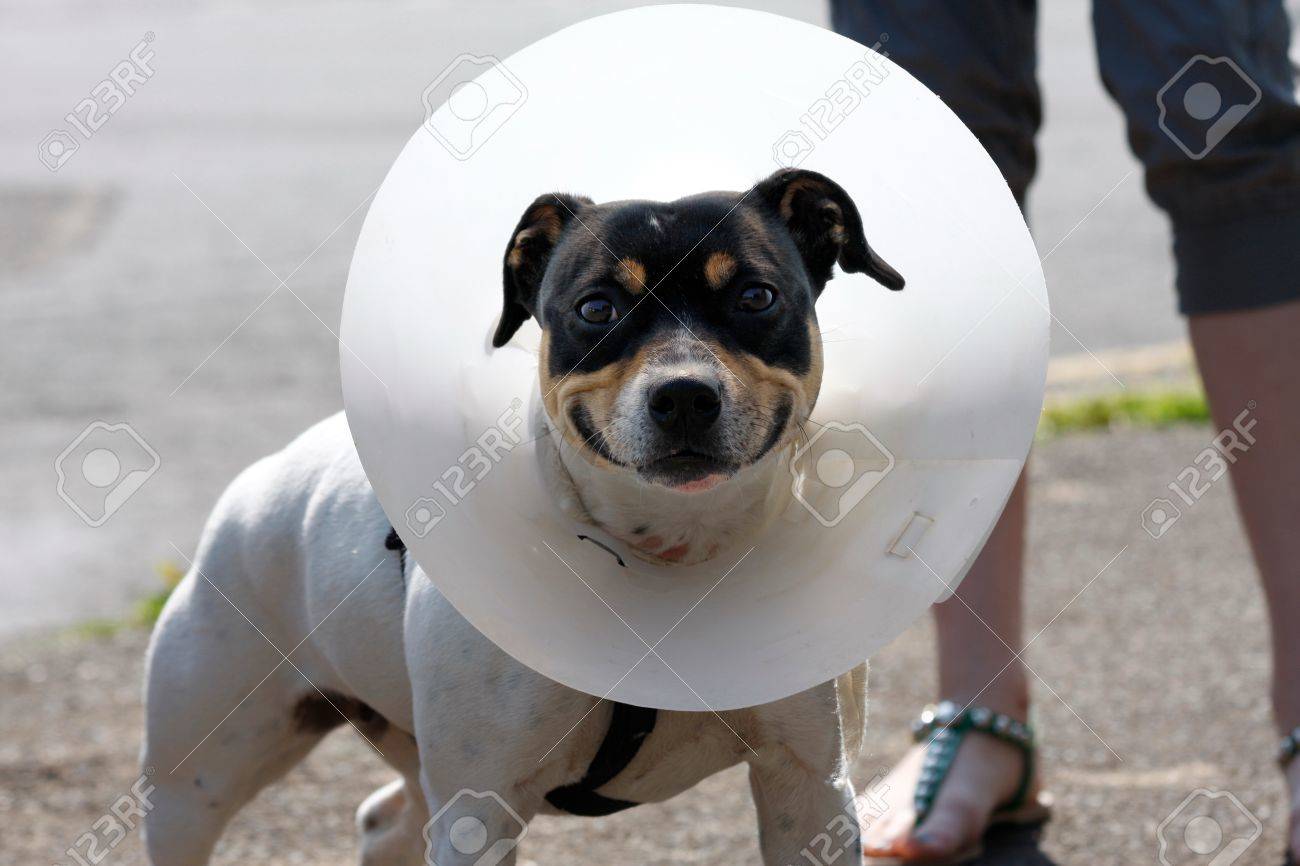small dog cone