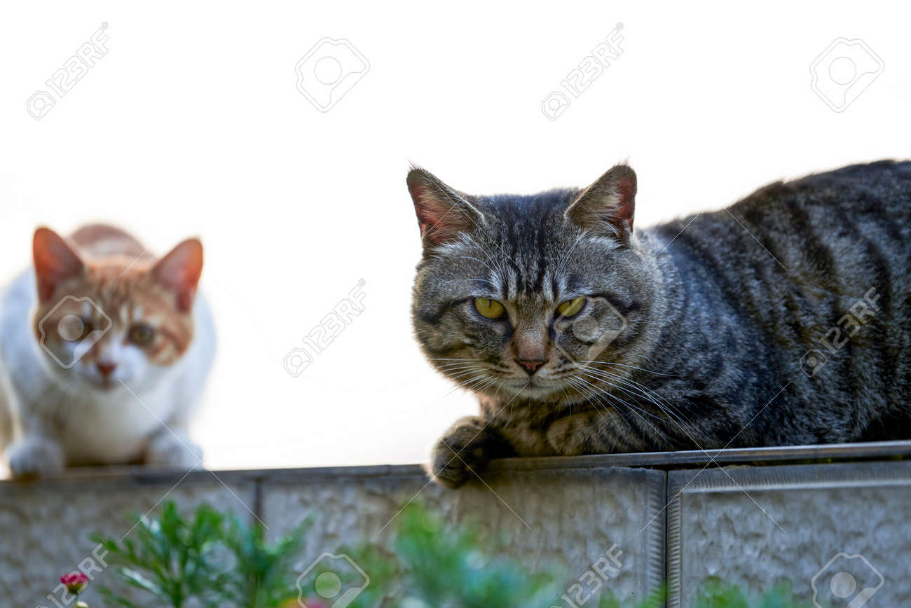 etiam-dictum-ipsum-a-felis