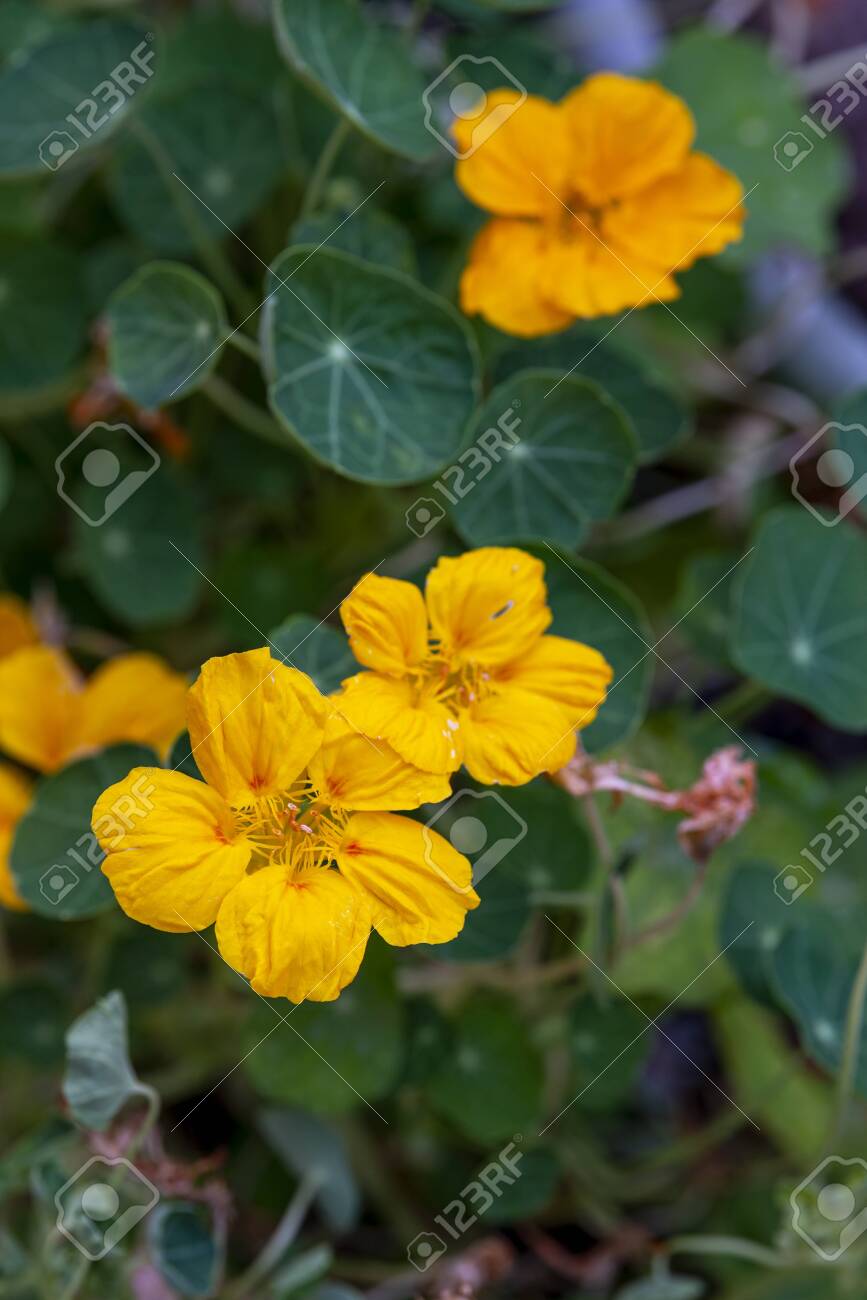 etiam-dictum-ipsum-a-felis