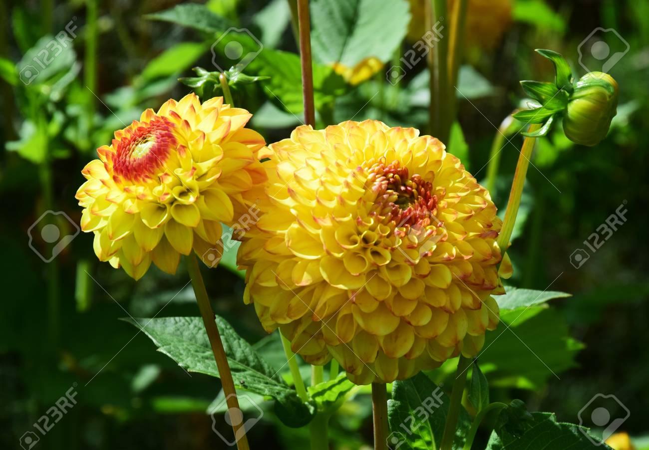 Dahlia This は 美しい夏の花 活気のある カラフルな庭 または家の中で切り花として大きな衝撃を与える の写真素材 画像素材 Image