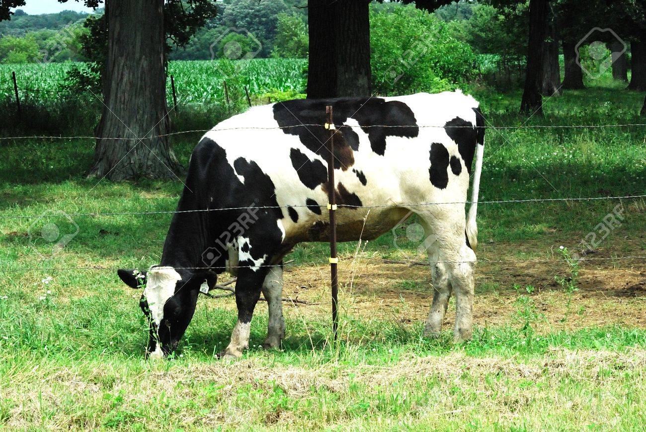 Barbed Wire Fence Cattle Barbed Wire Fence Cattle