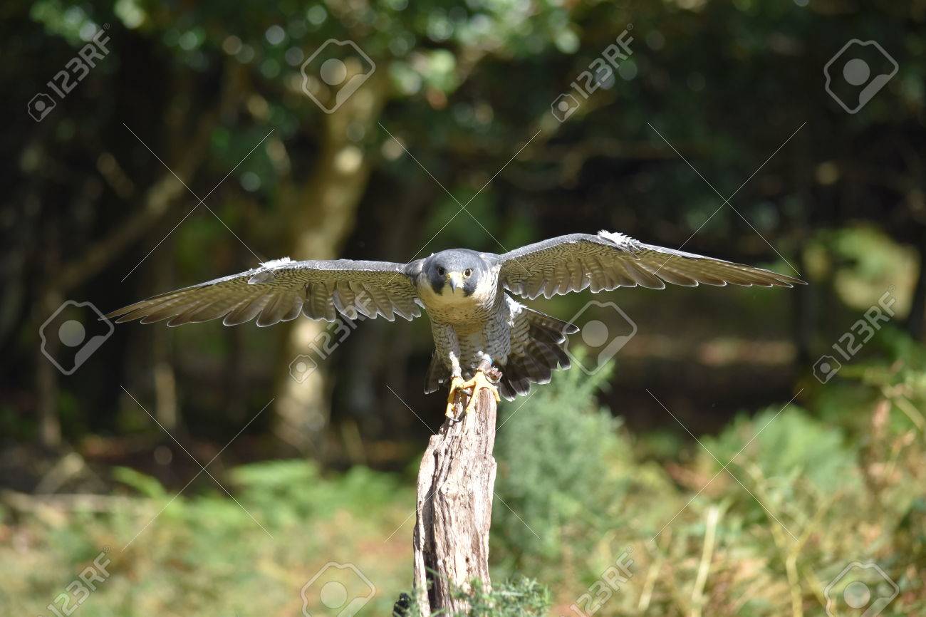 Peregrine Falcon Taking Off