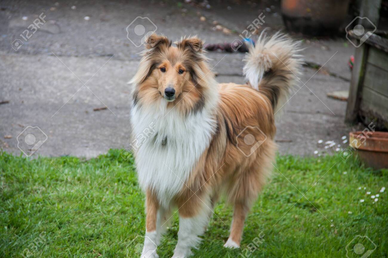 rough coat collie