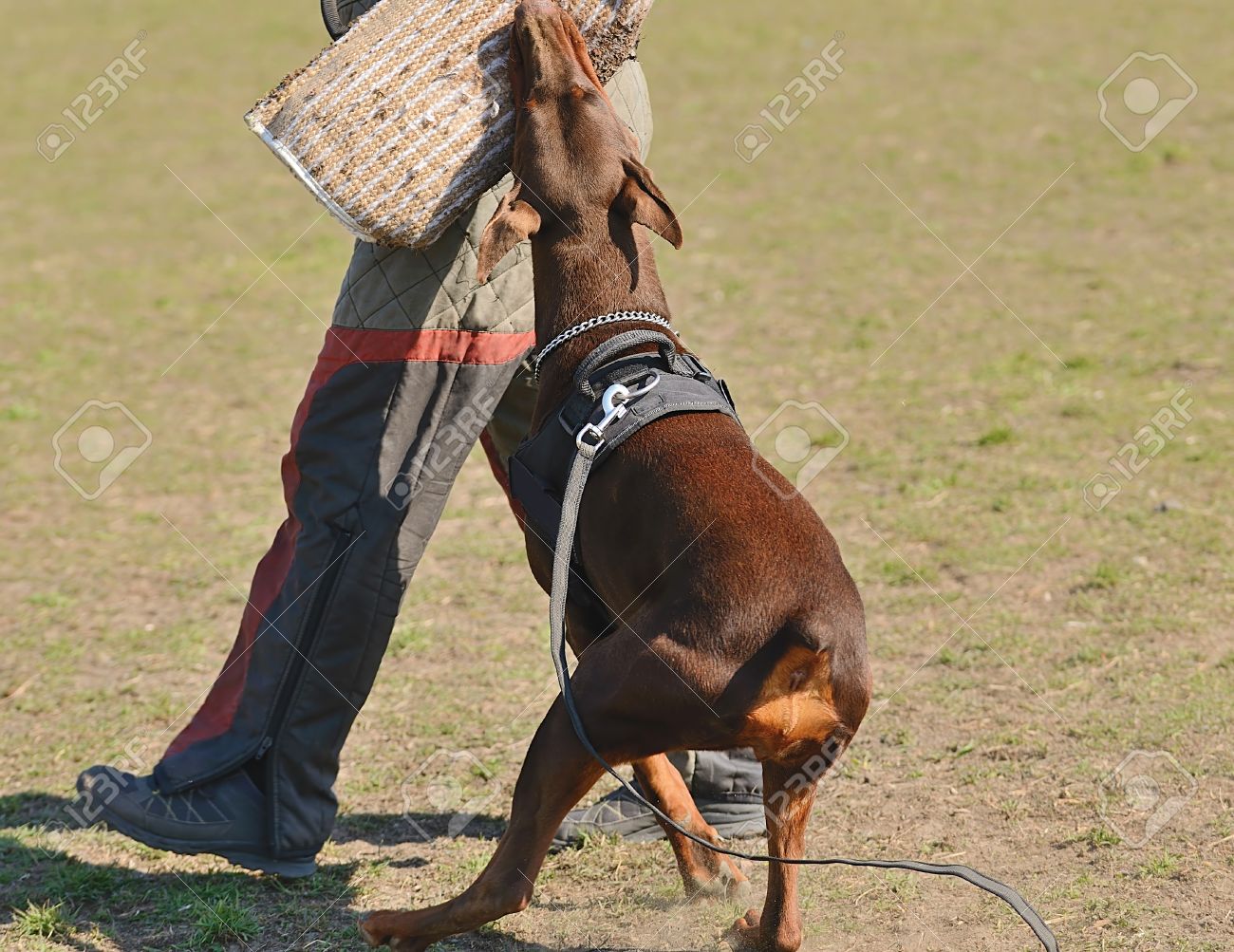 doberman leash training