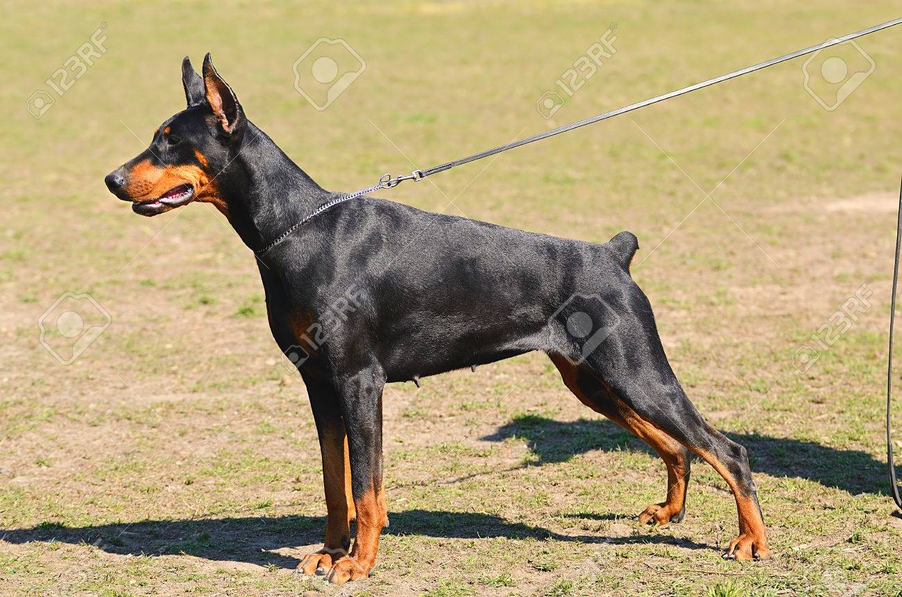 black doberman pinscher portrait