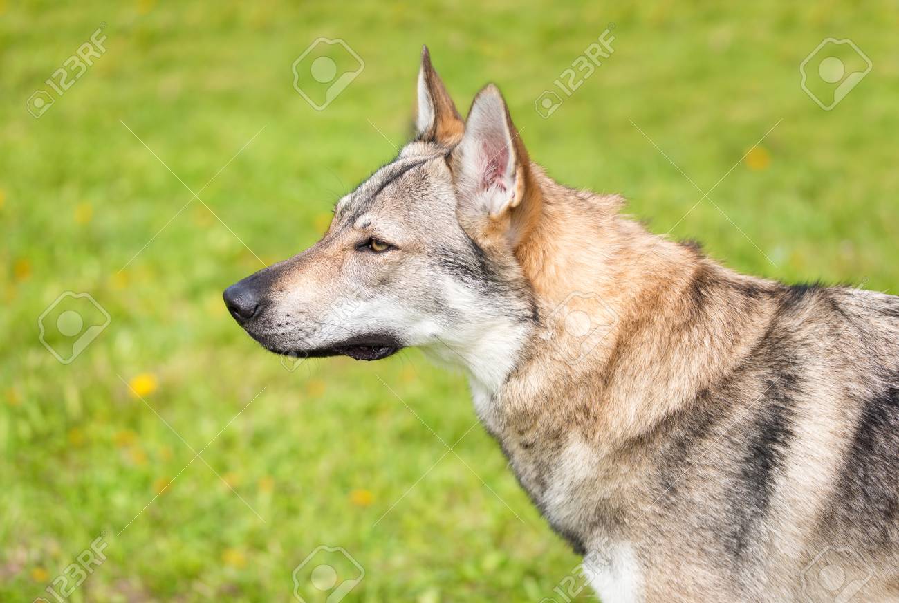 公園でかわいいオオカミ犬 犬の肖像画 の写真素材 画像素材 Image