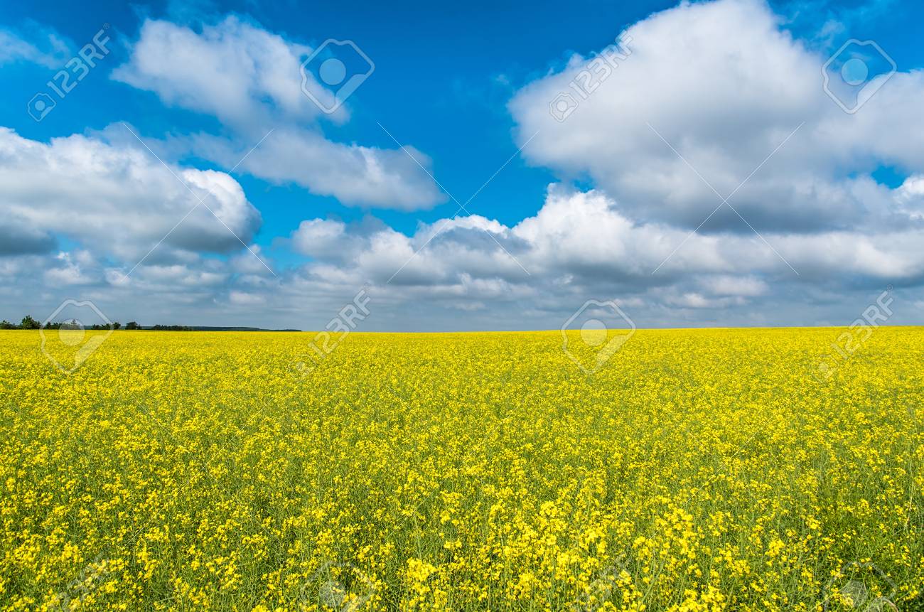菜の花畑と美しい雲と空 の写真素材 画像素材 Image