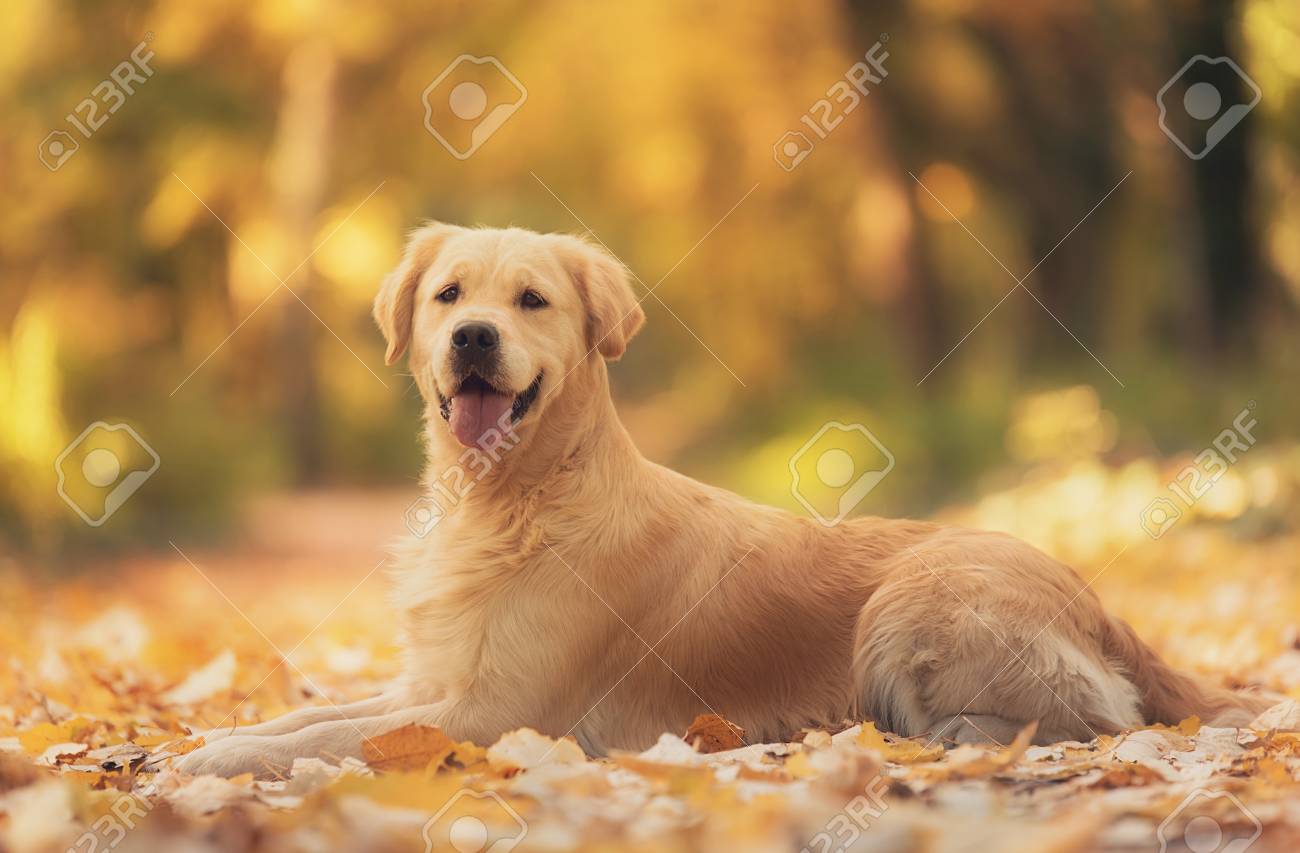 Beautiful Golden Retriever Dog In The Nature An Autumn Day Stock Photo,  Picture and Royalty Free Image. Image 89407101., image size:1300x853