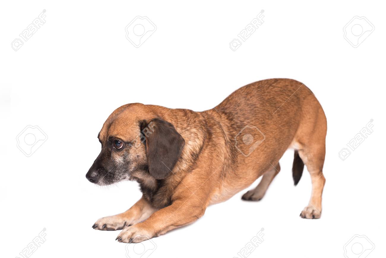 白い背景に伸びる愛らしいモングレル犬 の写真素材 画像素材 Image