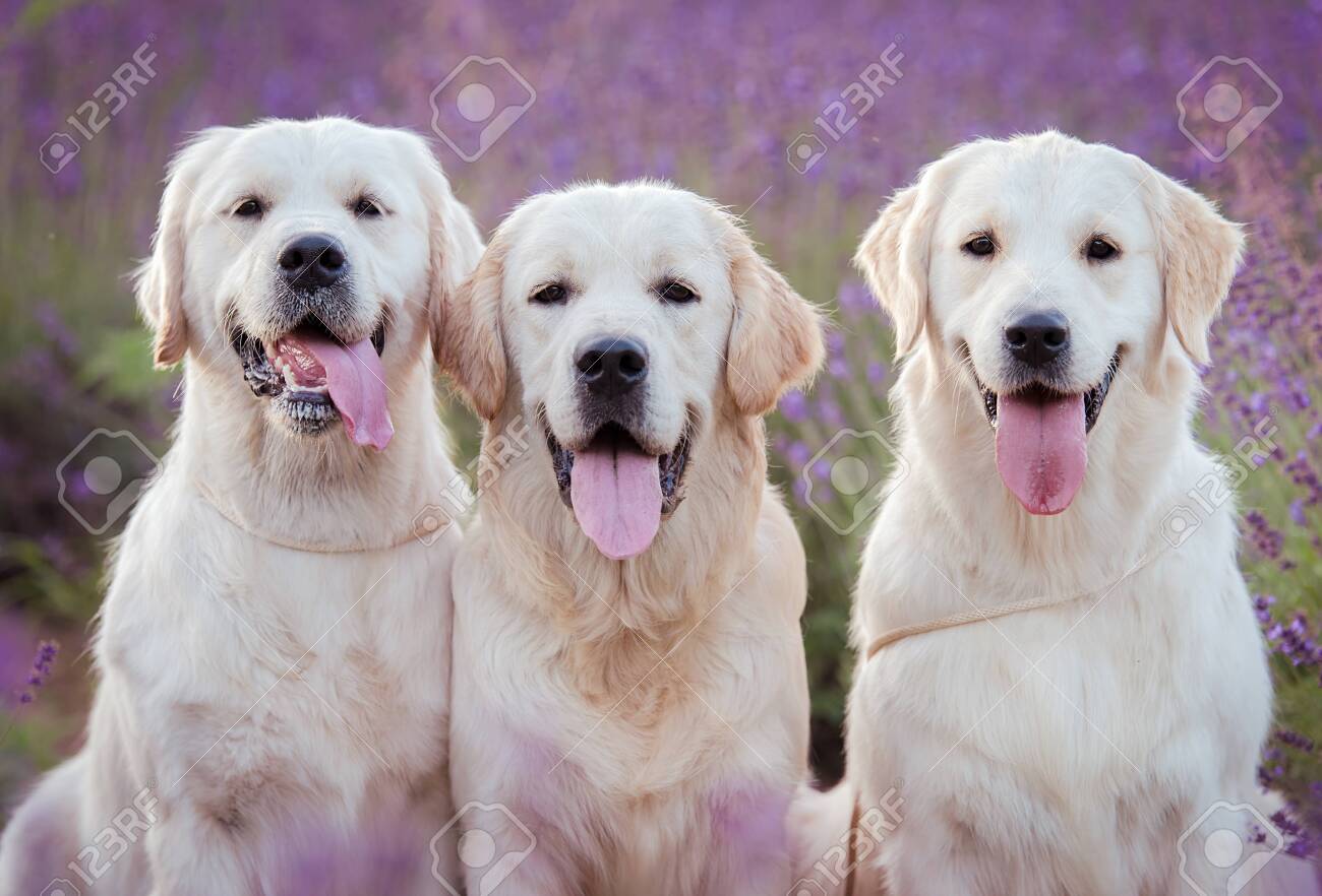 lavender for dogs