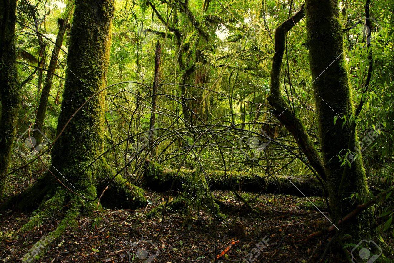 New Zealand Tropical Forest Jungle Stock Photo Picture And Royalty Free Image Image New Zealand Tropical Forest Jungle Stock Photo Picture And Royalty Free Image Image