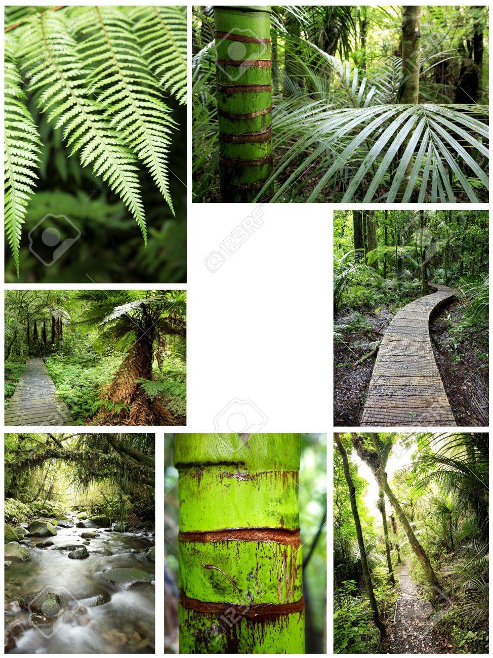 collage of tropical forest