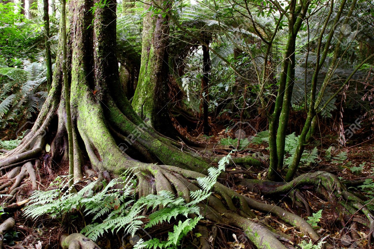 tree trunk roots in tropical jungle stock photo picture and royalty