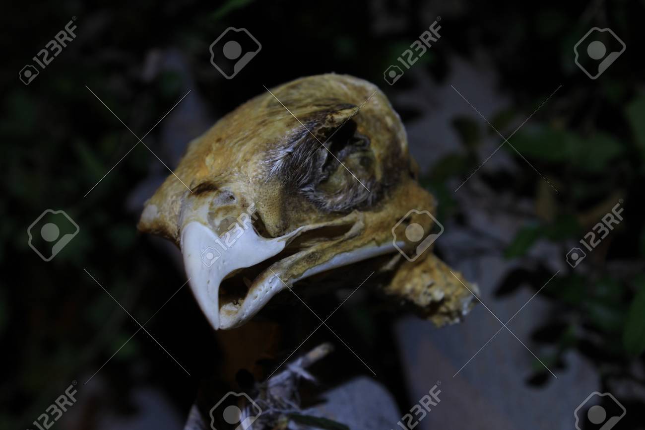 猛禽類の骨格残物から頭蓋骨 の写真素材 画像素材 Image 猛禽類の骨格残物から頭蓋骨 の写真素材 画像素材 Image