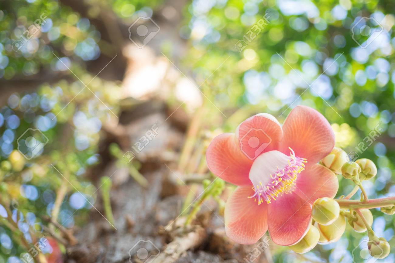 Shorea Robusta, Also Known As Sal Or Shala Tree, Is A