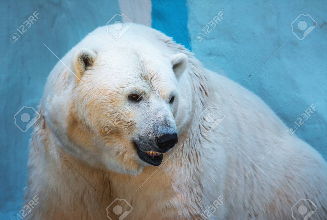 Portrait Gros Plan Dun Vieil Ours Polaire Une Espèce En Voie De Disparition Du Zoo