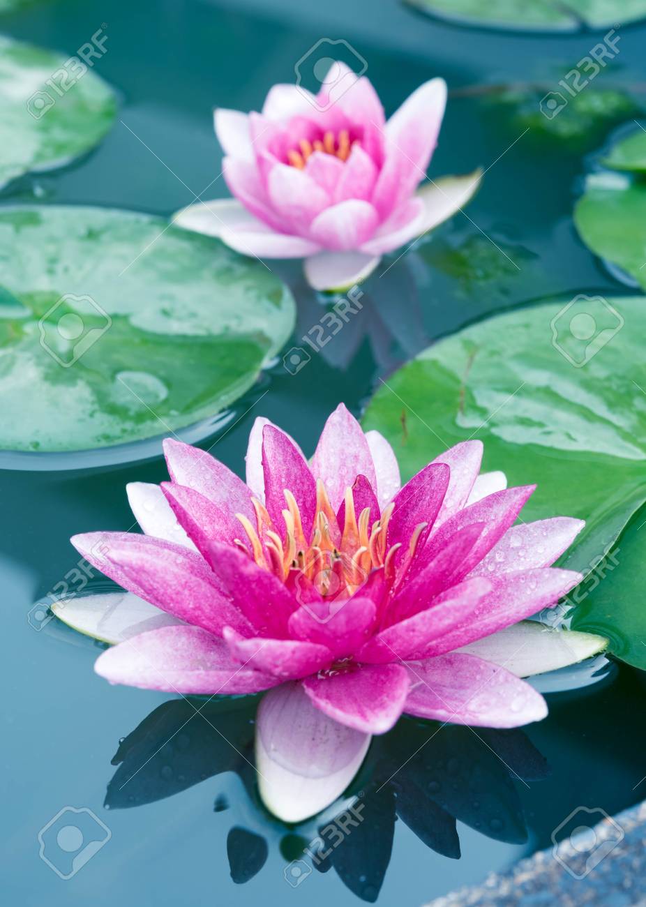 美しいピンクの蓮 睡蓮 の写真素材 画像素材 Image