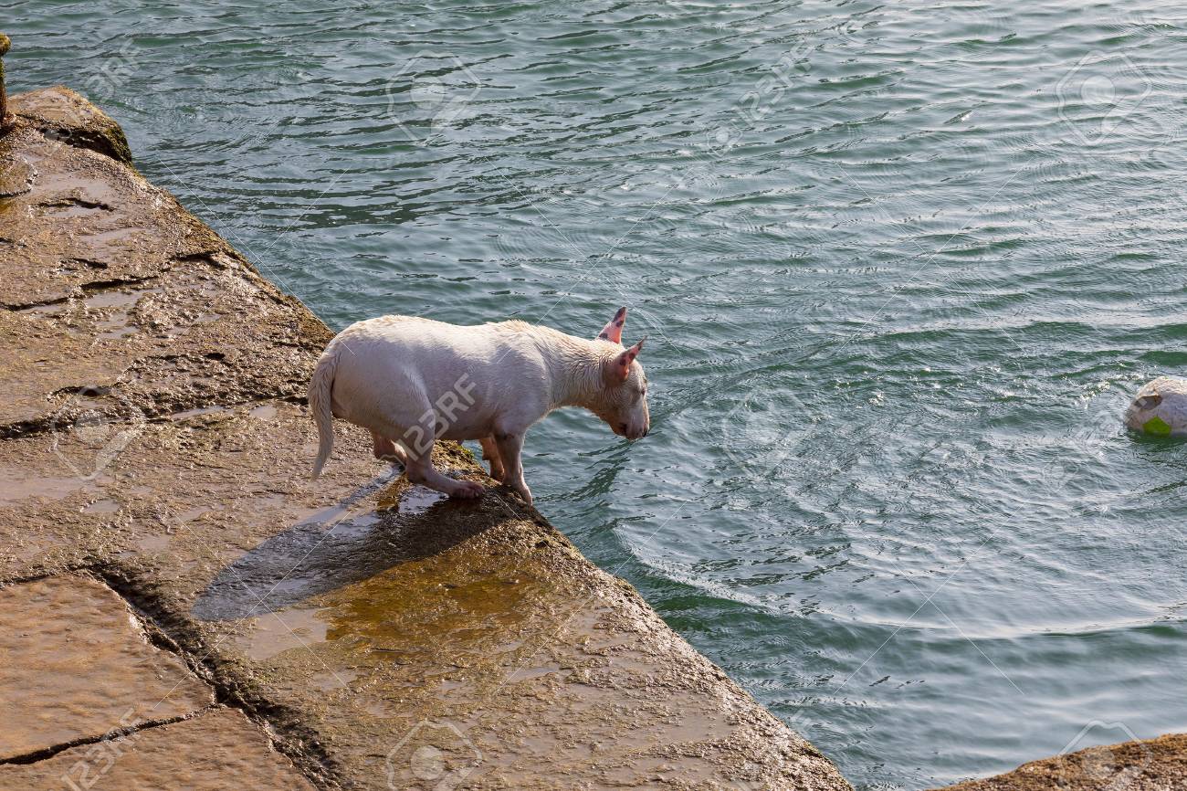 Dog Of Breed Miniature Bull Terrier Sequence Several Photos