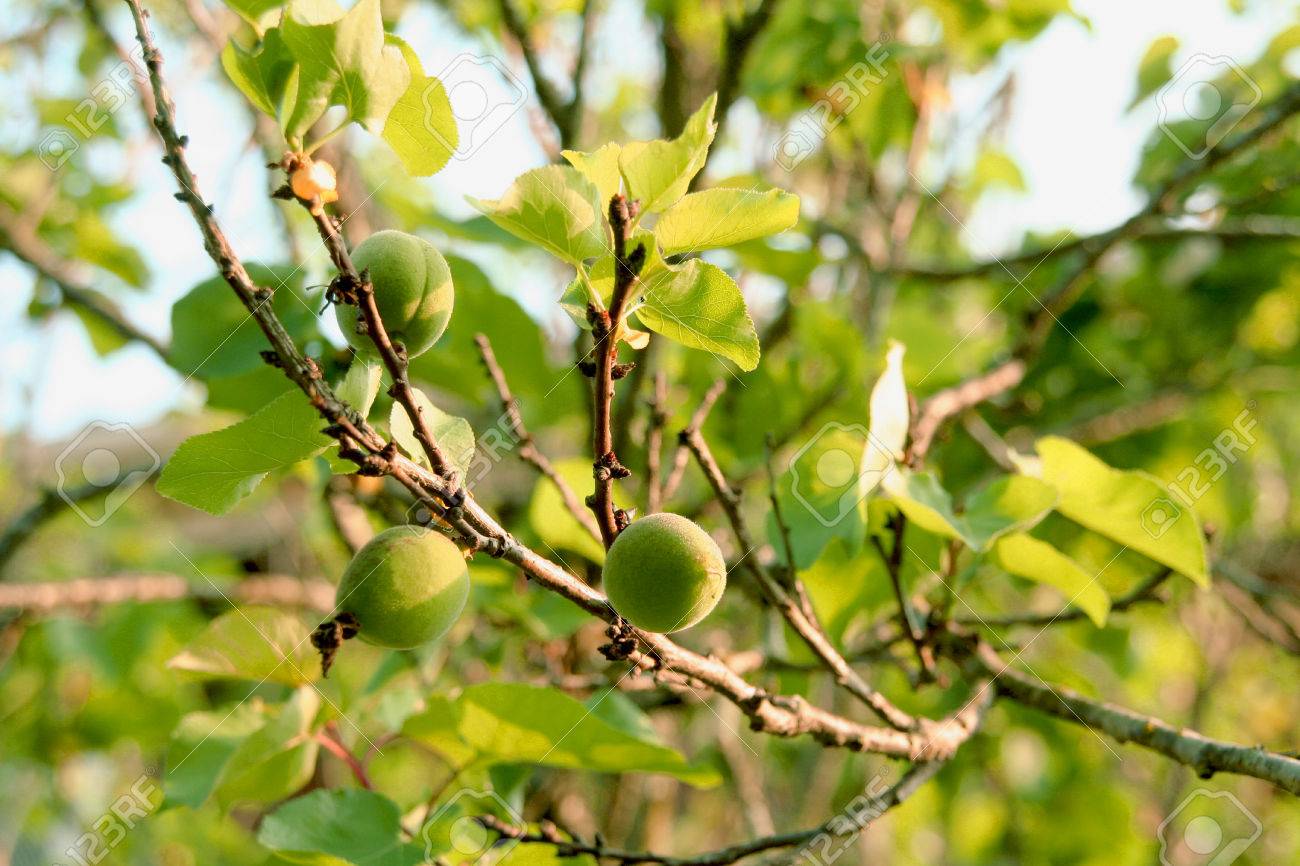 若い梅 【公式通販】